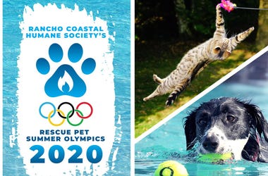 Rescue Pet Summer Olympics 2020