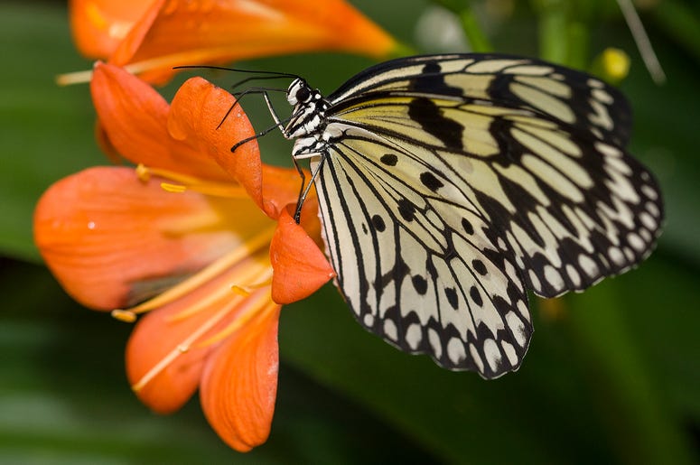 San Diego Zoo Safari Park - Butterfly Jungle