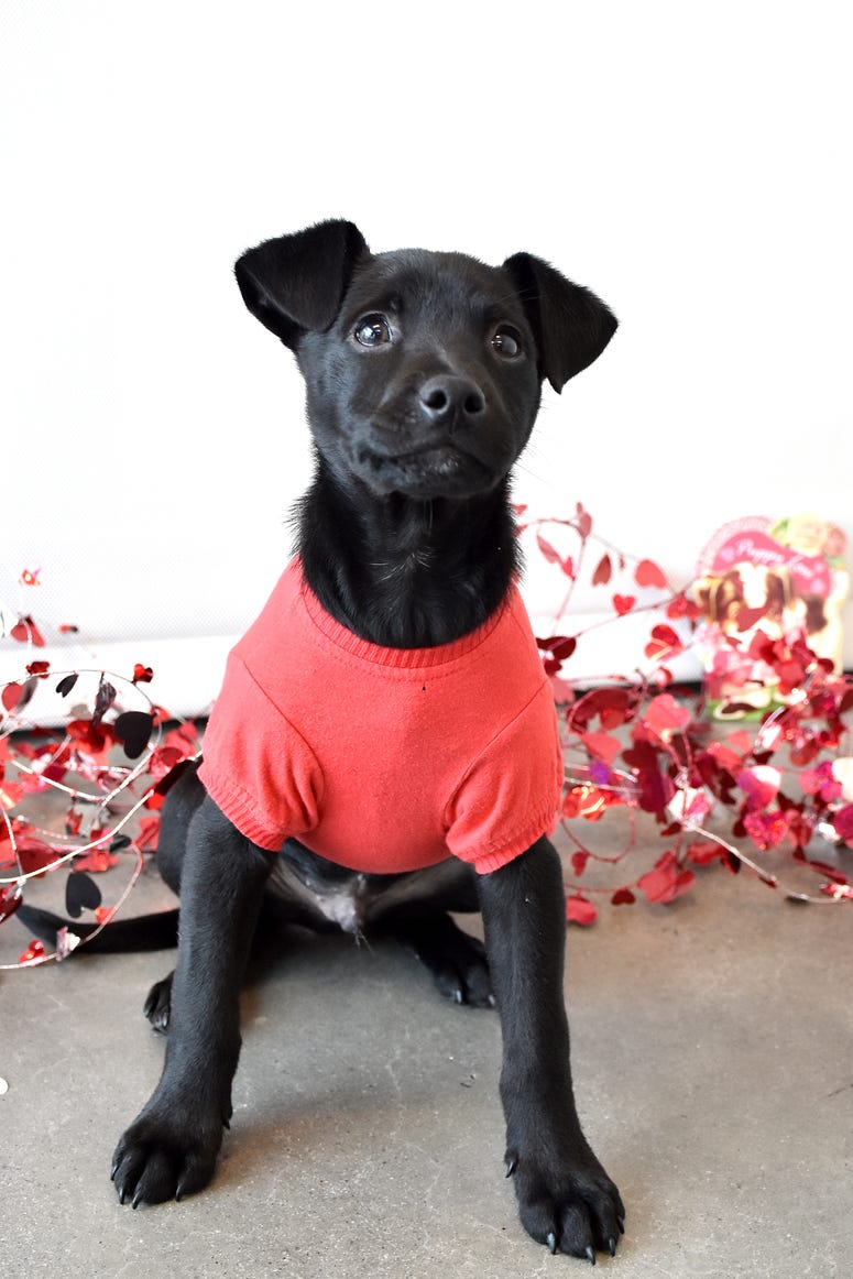 Helen Woodward Animal Shelter