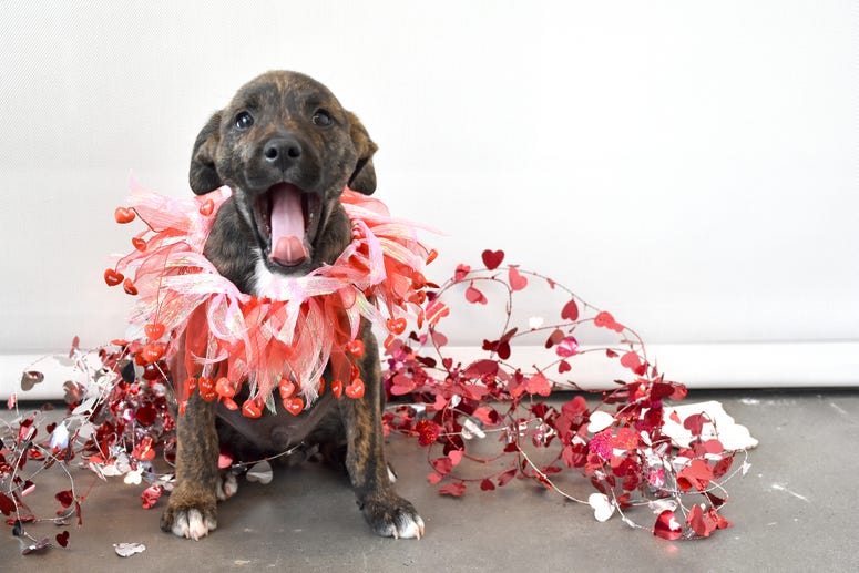Helen Woodward Animal Shelter