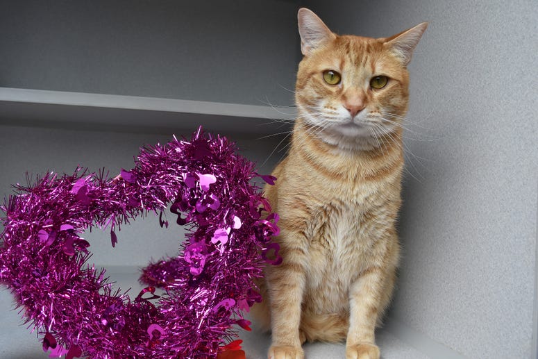 Helen Woodward Animal Shelter