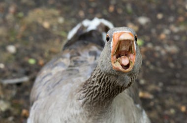 angry goose