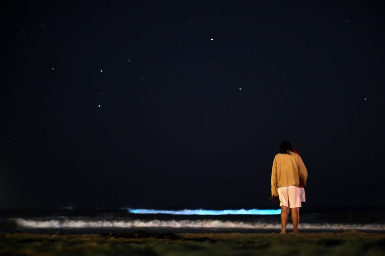 bioluminescence
