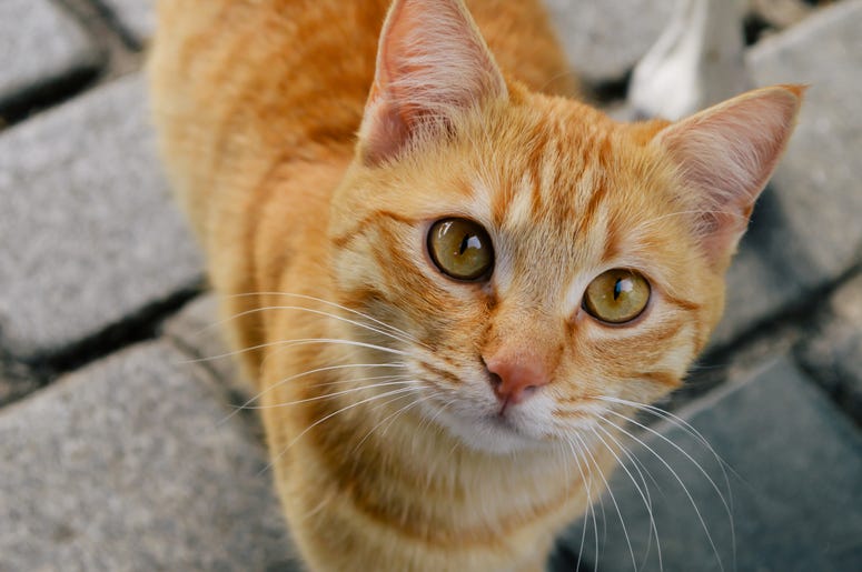 cats