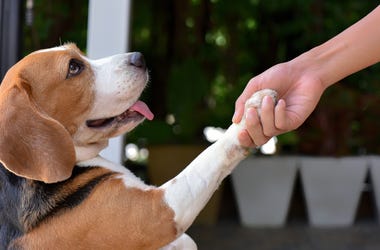 cute dogs