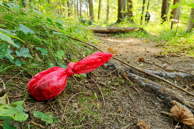 dog poop