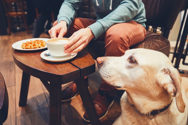 dog restaurant