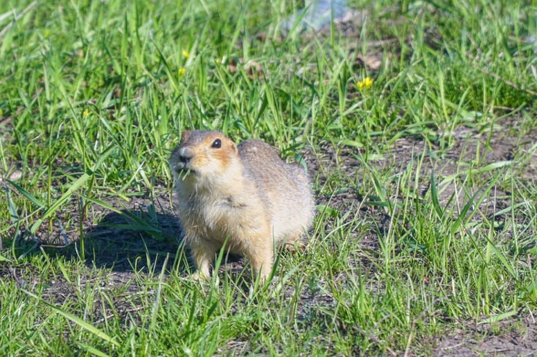 gopher