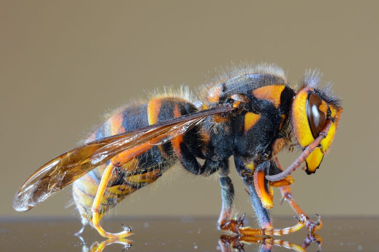 murder hornet