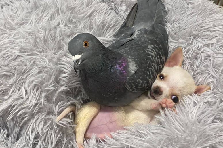 Puppy and Pigeon are friends