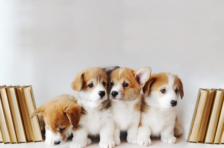 puppies