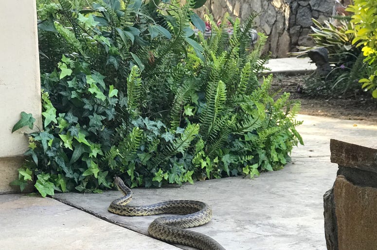 snake