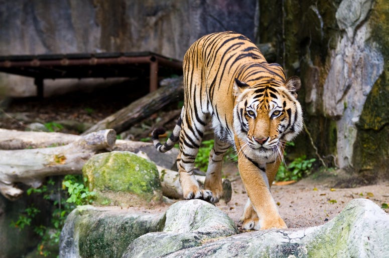 tiger
