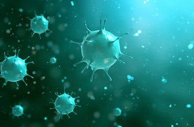bacteria bacteria