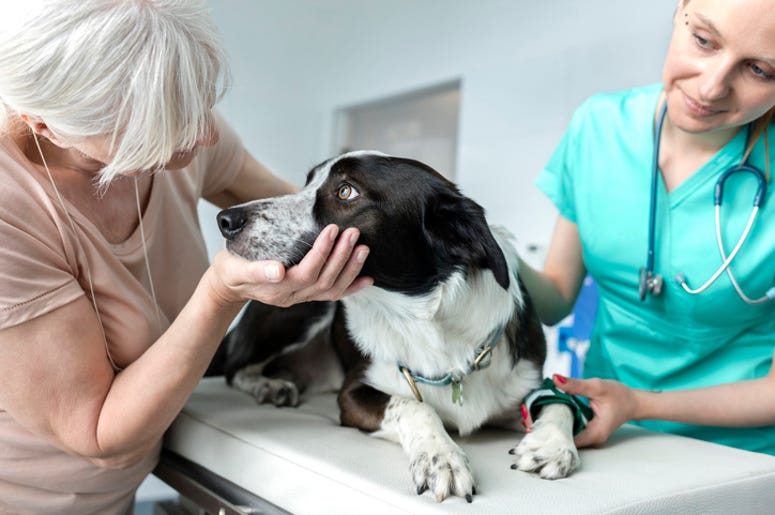 Dog at the vet Dog at the vet