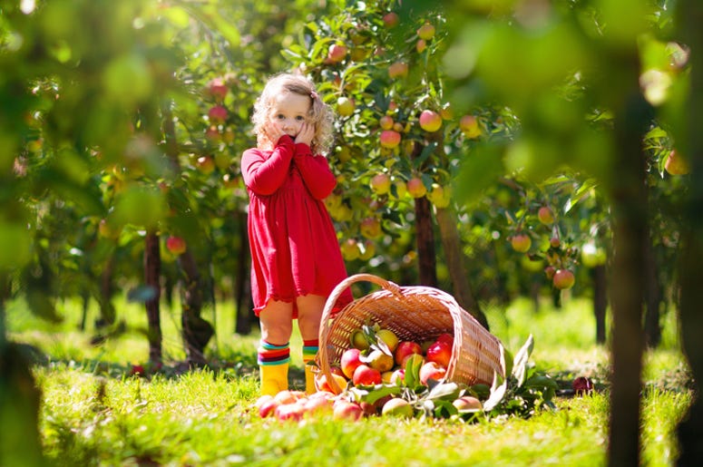 At the apple orchard At the apple orchard