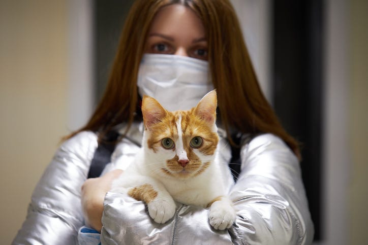 Cat at the vet Cat at the vet