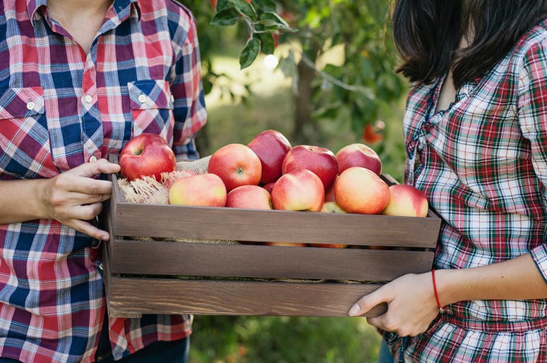 Apple orchard Apple orchard
