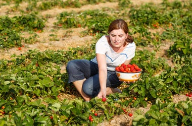 Picking berries Picking berries
