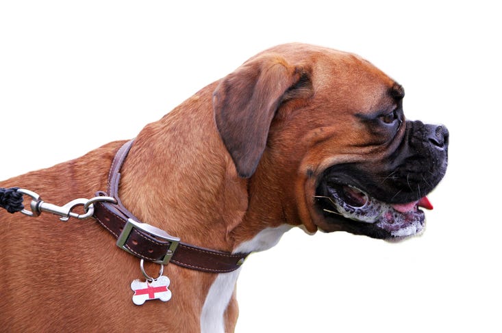 Boxer Boxer