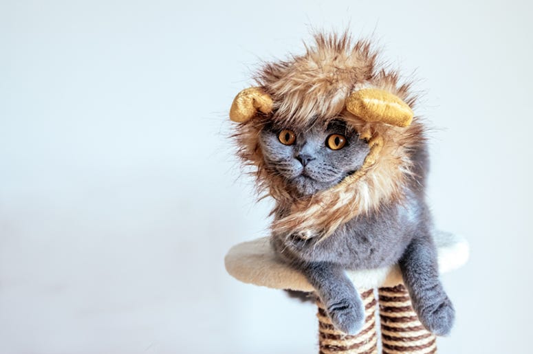 Cats Cats