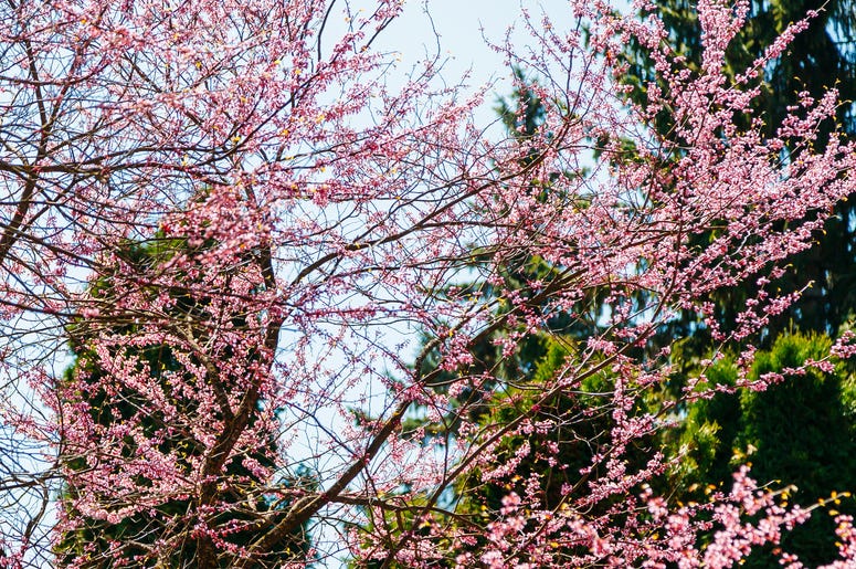 Cherry blooms Cherry blooms