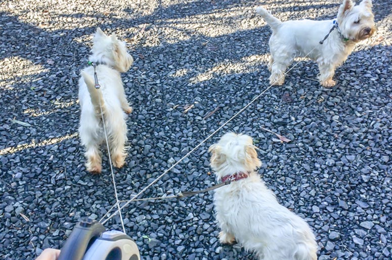 retractable leashes retractable leashes