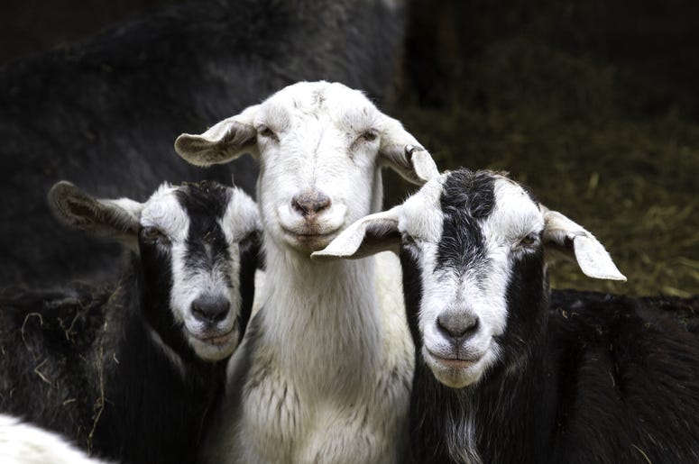 Goats Goats