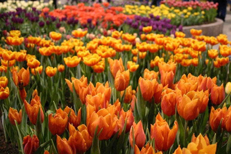 Flower show Flower show