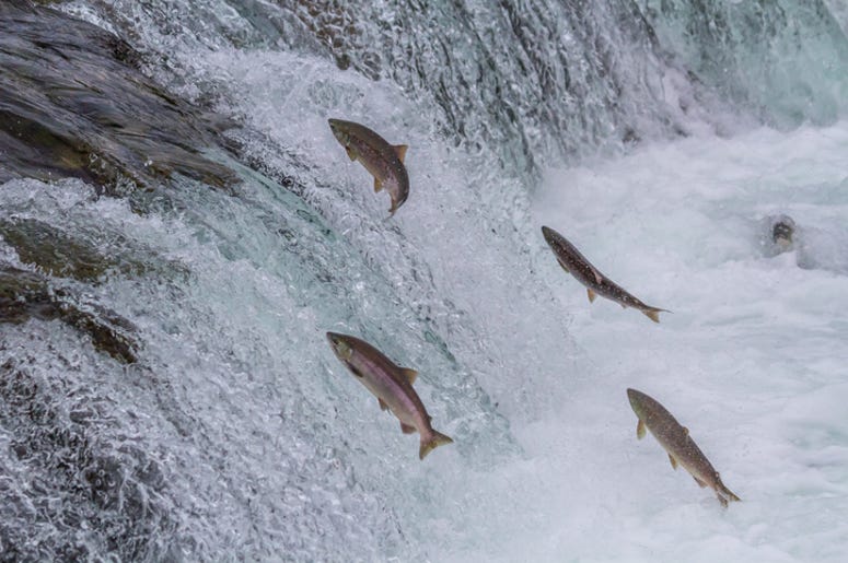 Sockeye salmon Sockeye salmon