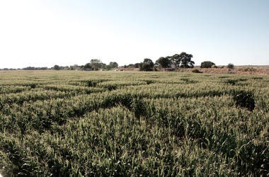 Corn Maze Corn Maze