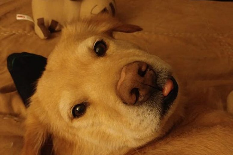 Teddybed Teddybed