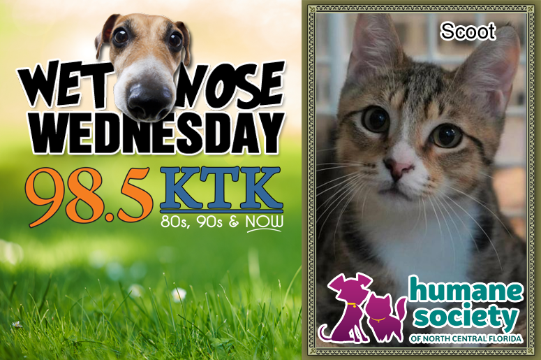 Wet Nose Wednesday Scoot