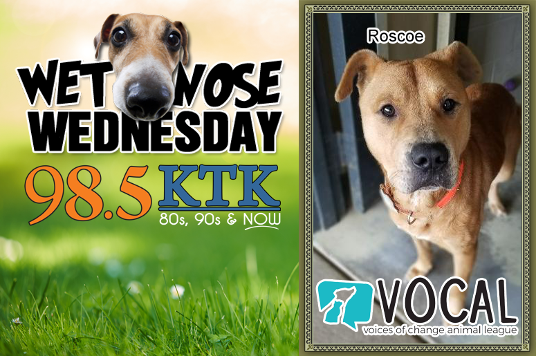 Wet Nose Wednesday Roscoe