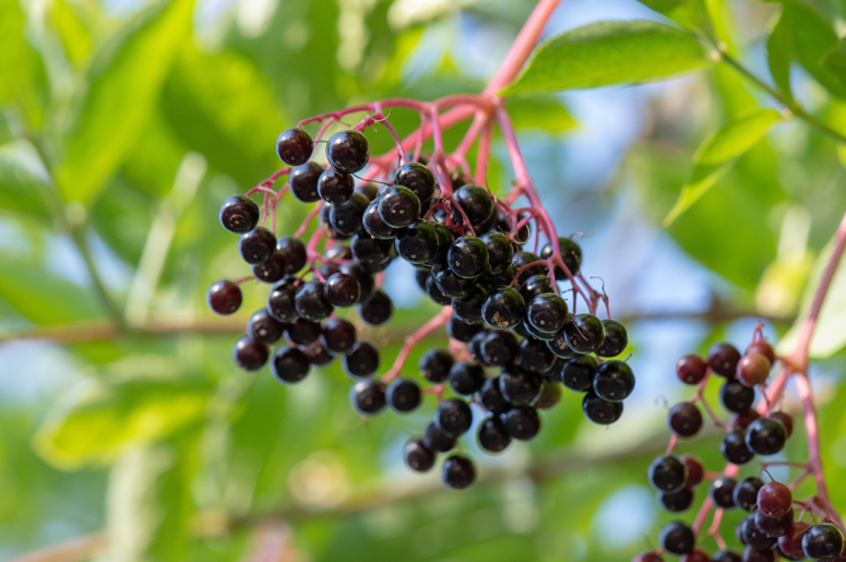 Elderberry