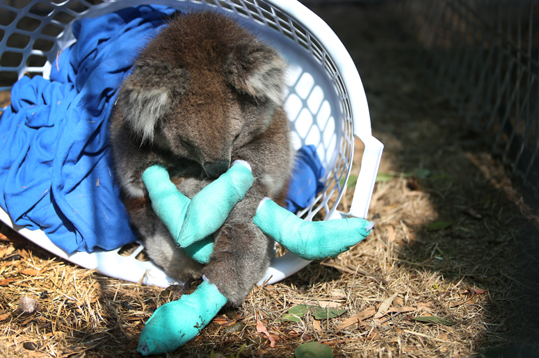 KOALA WITH BANDAGES ON PAWS