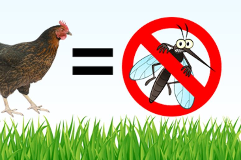 chicken keep mosquito away chicken keep mosquito away