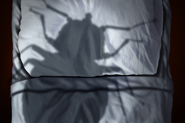 Bed Bugs Bed Bugs