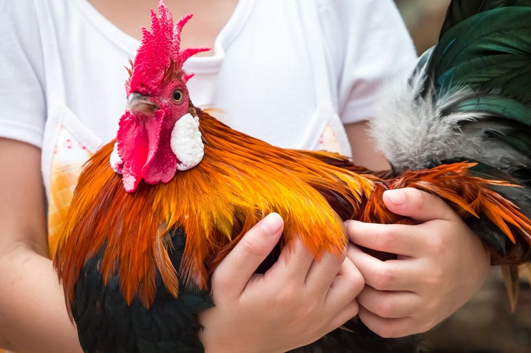 Chicken Chicken