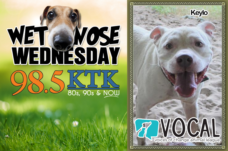 Wet Nose Wednesday 11.27.19
