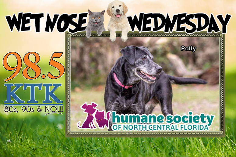 Wet Nose Wednesday Polly