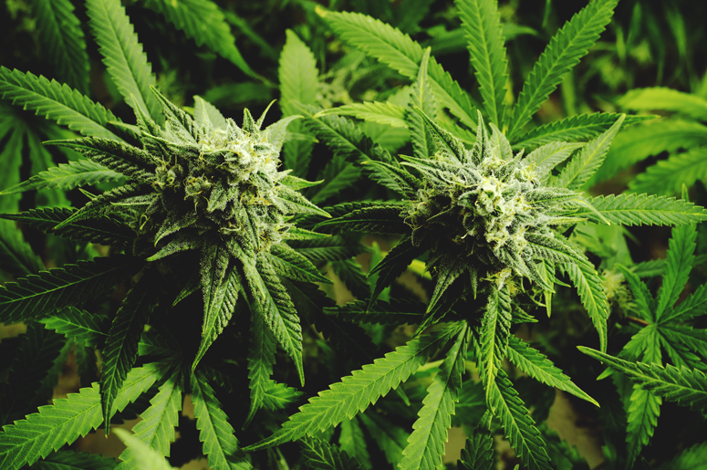 © Openrangestock | Dreamstime marijuana
