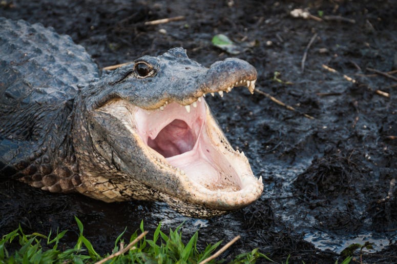 Alligator Alligator