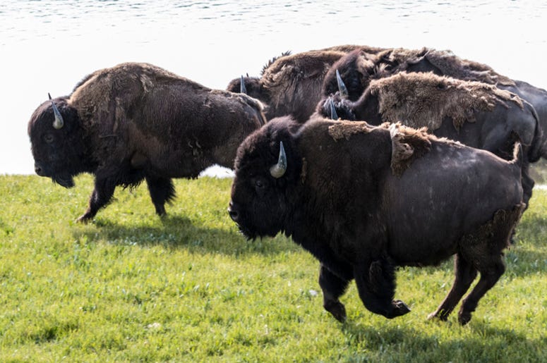 Bison Bison