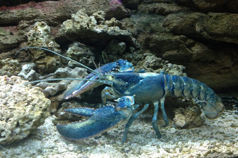 Blue_Lobster Blue_Lobster