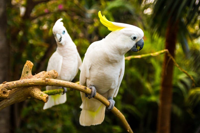 Cockatoo Cockatoo