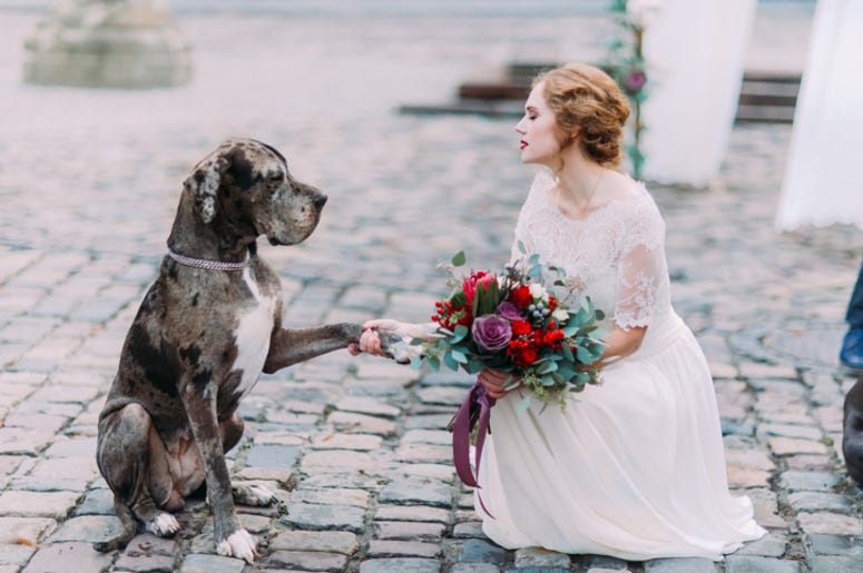 Dog_Wedding Dog_Wedding