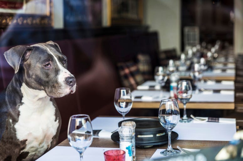 Dog_at_Restaurant Dog_at_Restaurant