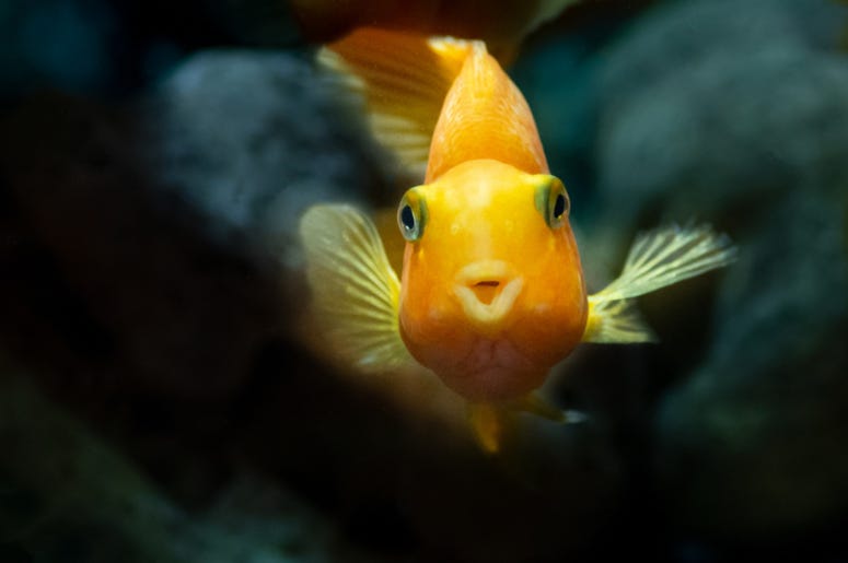 Fish Fish