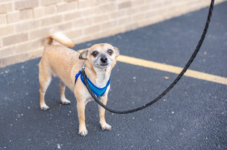 Chihuahua, Dog, Walk, Leash, Parking Lot Chihuahua, Dog, Walk, Leash, Parking Lot